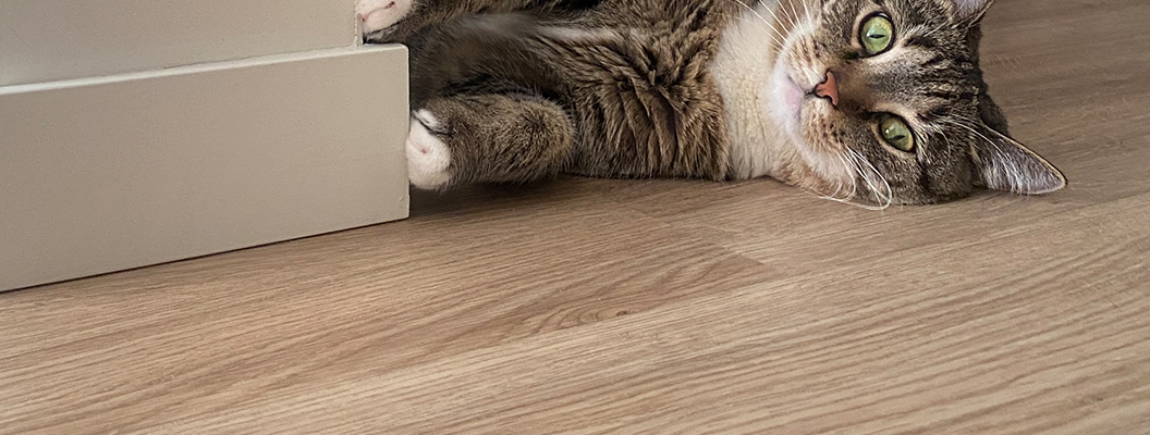 kot lezit na vinylovom polu