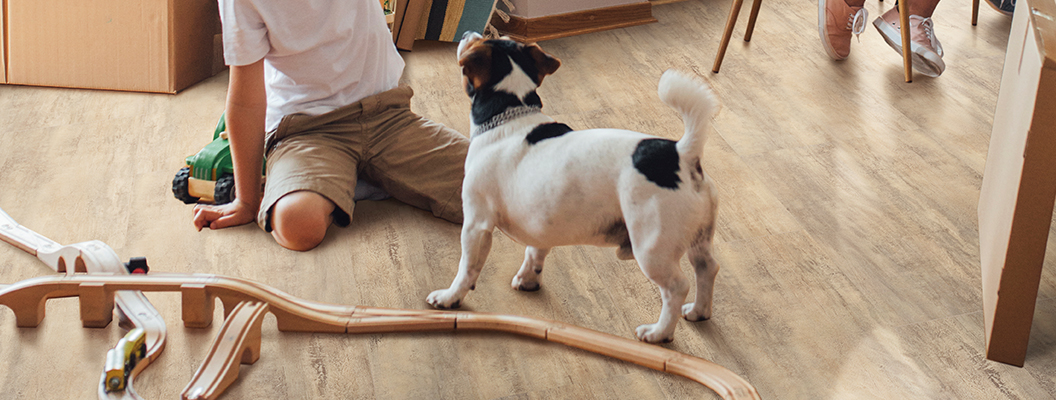 napolnye pokritiya v interiere c zsobakoy